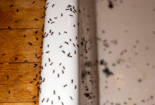 Best Residential Pest Control  in Elgin, SC