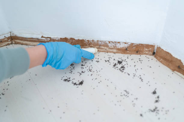 Reliable Elgin, SC Pest Control Solutions